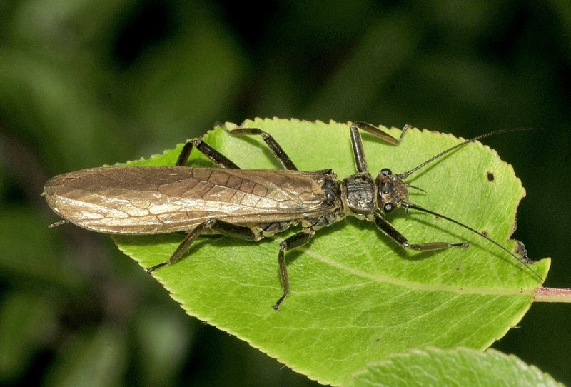 Perlidae: Dinocras sp.